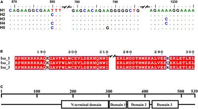 Single Amino Acid Substitution in the DNA Repairing Gene Radiation-Sensitive 4 Contributes to Ultraviolet Tolerance of a Plant Pathogen